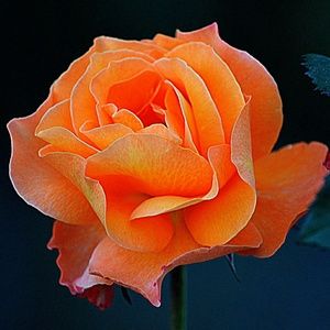 Meet your Posher, Audra